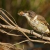 Fletnak sedohrbety - Cracticus torquatus - Grey butcherbird 5286